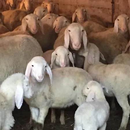 Agriturismo Ca' Di Racc
